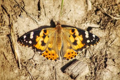 Close-up of butterfly