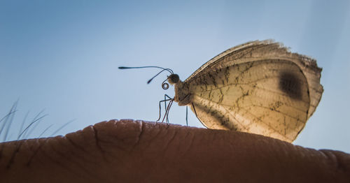 Close-up of butterfly on hand