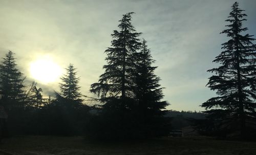 Trees in forest against sky at sunset