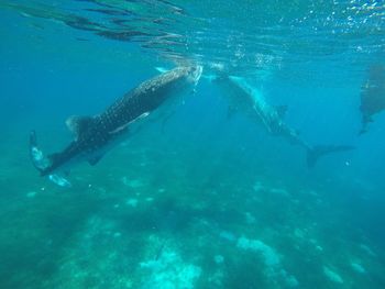 Fish swimming in sea