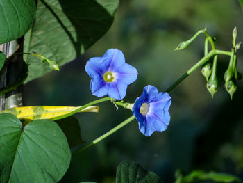 Close-up of purple flowering plant