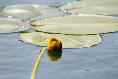 Close-up of water lily in pond