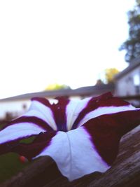 Close-up of blue flower blooming against sky