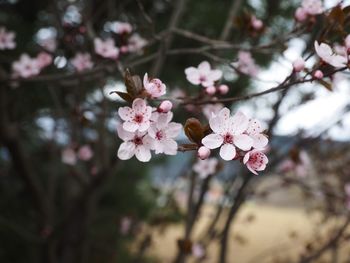 High angle view of pink flowers blooming in field