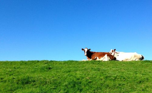 Cows grazing on grassy field against cloudy sky