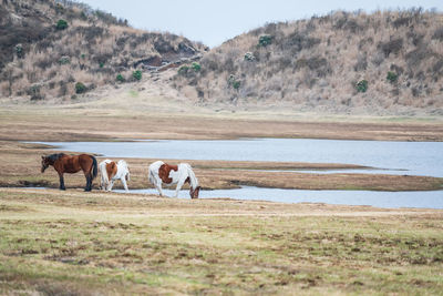 Horse drink water at pond in kusasenri prairie observation, aso kuju national park, kumamoto, japan. 