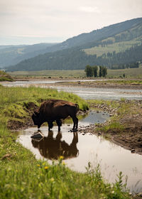 View of bison in a national park, drinking water in a river