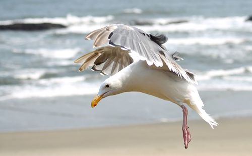 Close-up of seagull flying over sea