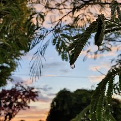 Close-up of raindrops on pine tree