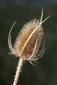 Close-up of dried thistle