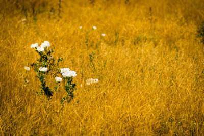 Close-up of flowers growing in field