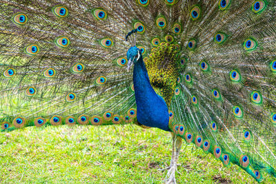 Male peacock displaying multicoloured, blue, green, gold, feathers in mating show fanned display