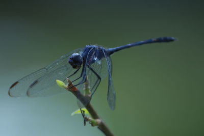 Close-up of damselfly on plant