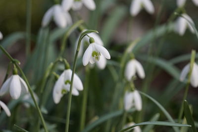 Close-up of white flowering plants