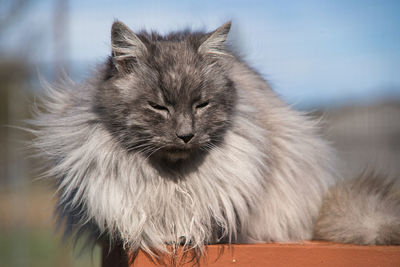 Close-up portrait of a cat