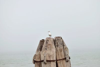 Bird perching on wooden post by sea against sky