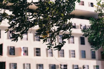 Low angle view of tree by building