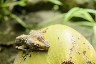 Close-up of frog on leaf