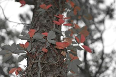 Low angle view of maple leaves on tree