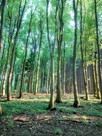 Trees growing in forest