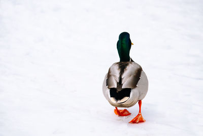 View of bird on snow covered land