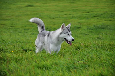 Dog on field