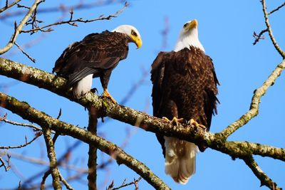 Low angle view of birds perching on branch against sky