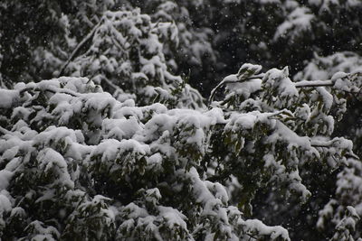 Close-up of snow covered land