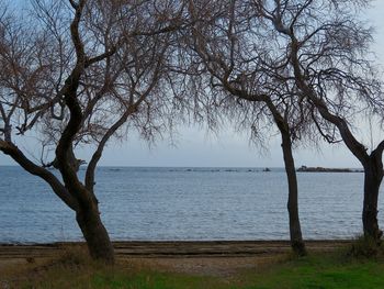 Bare tree by sea against sky