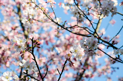 Low angle view of cherry blossoms in spring