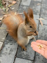 High angle view of hand holding squirrel outdoors