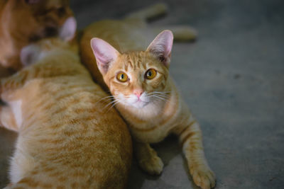 Close-up portrait of tabby kitten