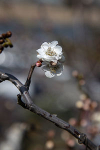 Close-up of cherry blossom on branch