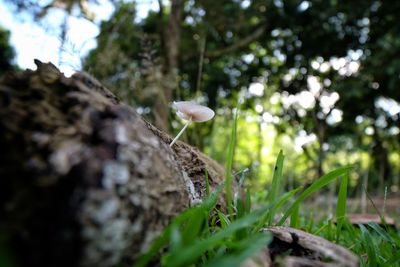 Close-up of mushrooms