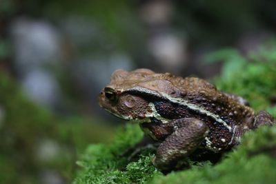 Close-up of frog