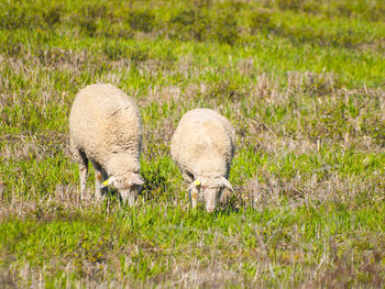 Sheep grazing on field