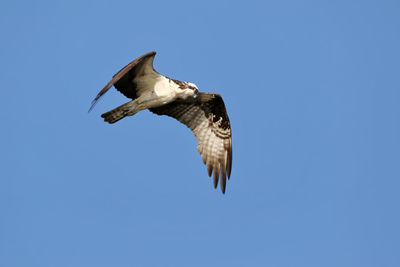 Low angle view of eagle flying in sky