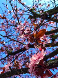 Low angle view of cherry blossoms against sky