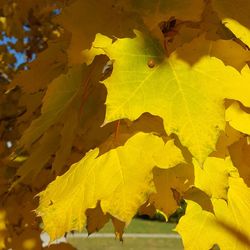 Close-up of yellow maple leaf