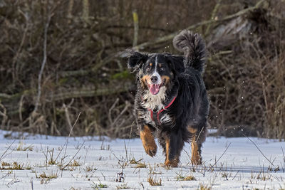Dog running on snow covered land