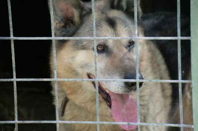 Portrait of dog in cage