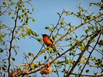 Low angle view of bird perching on tree