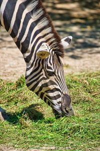 Zebra eats grass in their territory