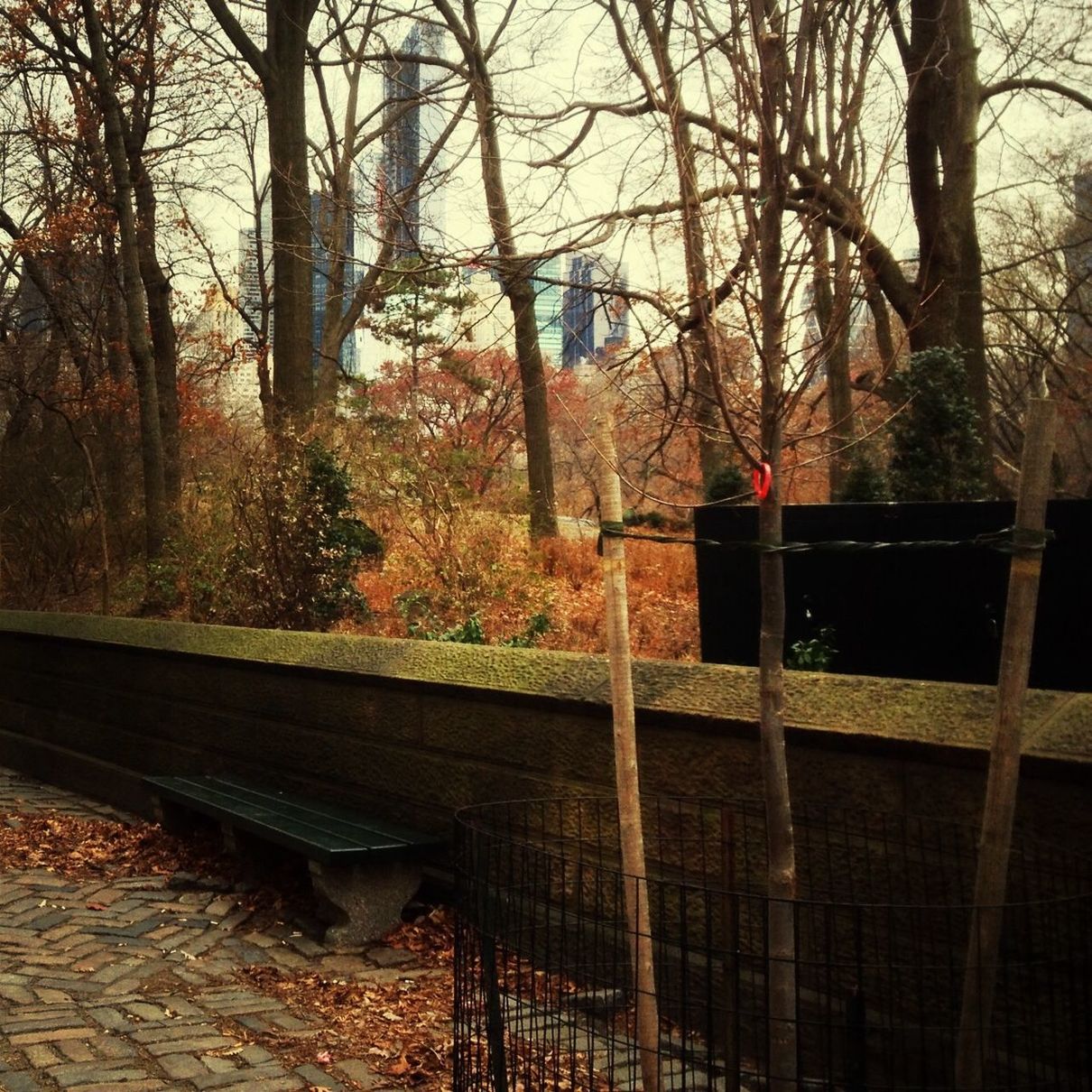 tree, bare tree, branch, tree trunk, transportation, railing, forest, built structure, railroad track, autumn, nature, wood - material, outdoors, day, architecture, no people, mode of transport, bridge - man made structure, rail transportation, tranquility