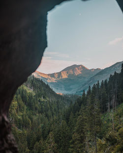 Scenic view of pine trees and mountains against sky