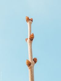 Low angle view of lizard on tree against clear sky