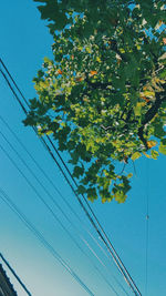 Low angle view of flowering tree against blue sky