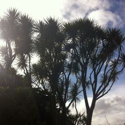 Low angle view of trees against cloudy sky