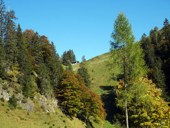 Trees on countryside landscape against clear blue sky