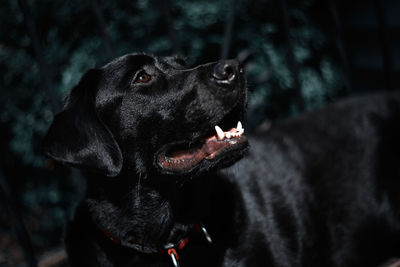 Close-up of a dog looking away